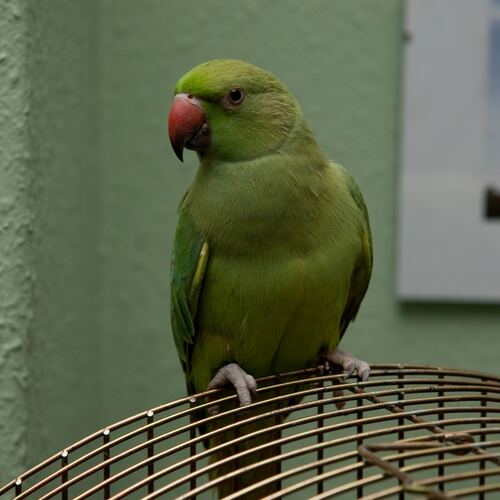 Polcsi 2